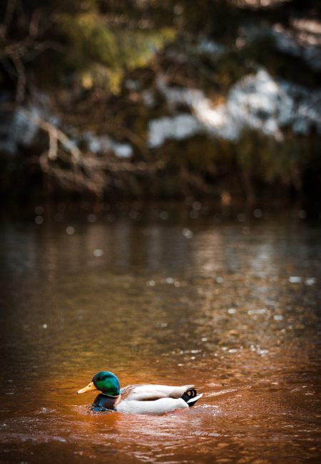 Loodus, Hetked ajas fotograafia